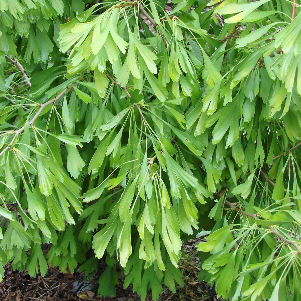 GINKGO BILOBA 40 varieties 2/2 Mundi Plantarum